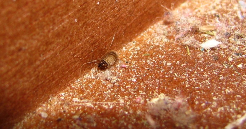 Do Carpet Beetle Bites Carpetanzone Com