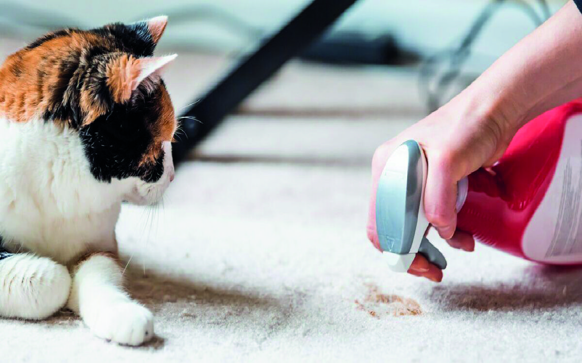 How to Clean Cat Poop on the Carpet? (Step By Step Guides