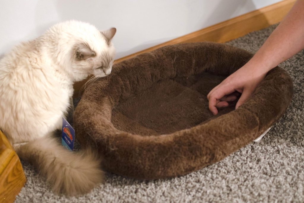 How to Stop Cat From Peeing On Carpet?